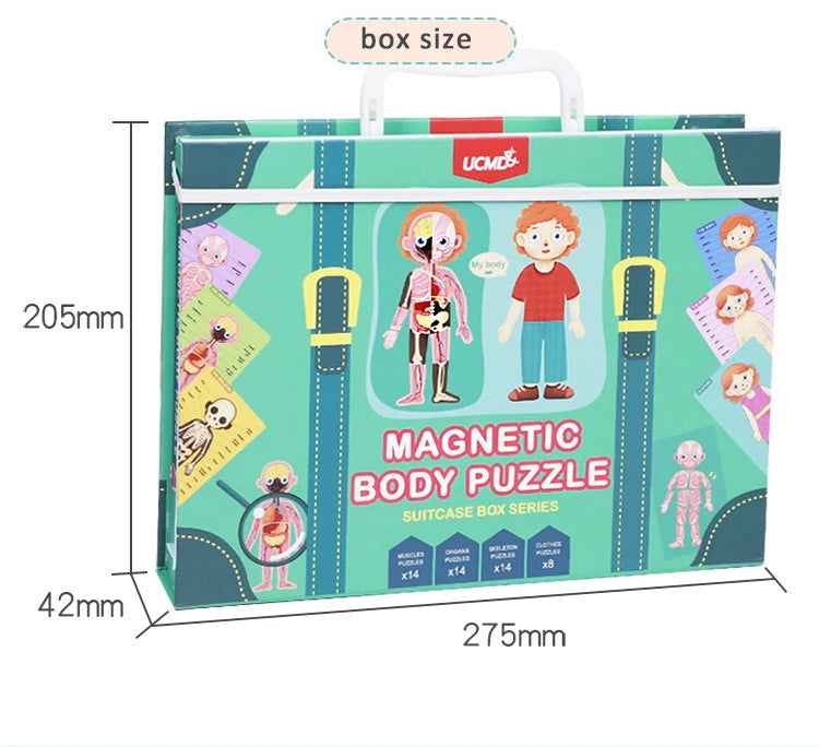 Magnetic Suitcase Series – Human Body